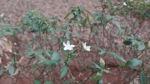 Image result for Jacquemontia paniculata