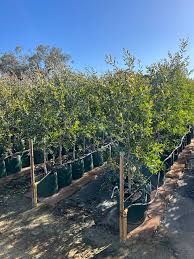 Image result for Melaleuca quinquenervia