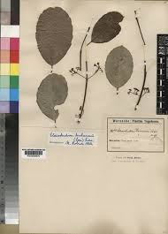 Image result for Elaeodendron matabelicum