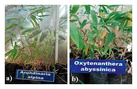 Image result for Oreobambos