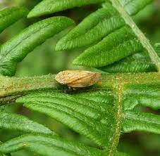 Of reclaim it with a gallon of water will treat 1,000 square feet. 7 Tips On How To Get Rid Of Spittlebugs Organically Naturally On Plants Garden Ambition