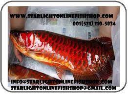 Premium Arowana Fishes For Whole Sale Retail Arowana Fish Price List
