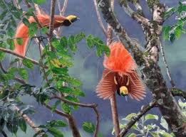 We did not find results for: Raggiana Bird Of Paradise Birdforum Opus Birdforum