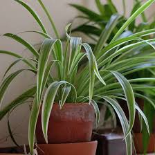 Image result for Chlorophytum