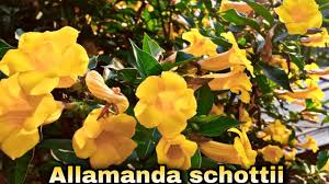 Image result for Allamanda schottii