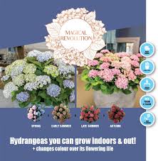 Eager to learn how to care for hydrangeas? How To Grow Hydrangea About The Garden Magazine
