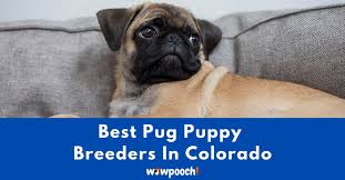 These playful boxer puppies are intelligent & friendly. Top 6 Best Pug Breeders In Colorado Co State 2021 Wowpooch