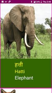 Camels are herbivores, they most commonly eat grasses and desert plants, although there are stories of camels consuming tents and just about anything else around. Learn Marathi Wildlife And Body Parts Para Android Apk Baixar