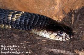 Image result for Najas horrida