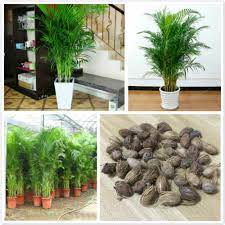 12 inspirasi taman rumah minimalis di lahan kecil. 5 Pcs Chrysalidocarpus Lutescens Areca Tanaman Bonsai Dekorasi Rumah Tanaman Hias Dalam Ruangan Shopee Indonesia