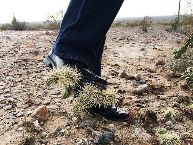 POTTER: Surviving nightmarish Cholla cactus - East Idaho News