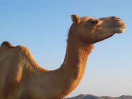 That makes about a ton and a half for a pair. Camel Pictures And Facts Arabian Camels Page 7