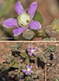 Image result for Raphionacme hirsuta