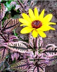 We did not find results for: Sloneczniczek Zwyczajny Summer Pink Heliopsis Helianthoides Roslinowo Pl
