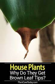 Brown Tips On Houseplants Leaves A Reason Why Plants Plant Care Today Plant Leaves