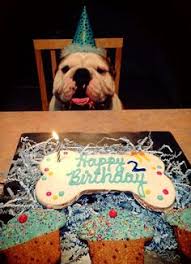 Shop chewy for low prices and the best birthday shop cat cakes & treats! Cake Birthday Cake For Dogs Petco