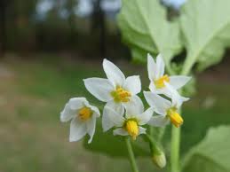 Image result for Solanum giganteum