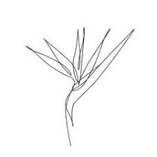 Simple Bird Of Paradise Drawing Bird Of Paradise Flower Editable Line One Line Drawing Sponsored Flower Paradise Bird Drawing Lin Birds Of Paradise Flower Drawings Line Drawing
