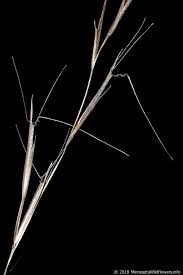 Image result for Aristida effusa