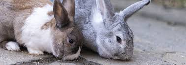 Rabbit haven recommends vpi pet insurance. How To Bond Rabbits So They Can Live Together Bonding Rabbits