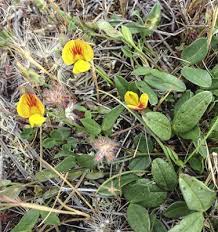 Image result for Zornia pratensis