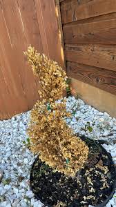 Image result for spiral cut juniper trees