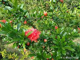 Alberi da giardino nomi con il termine latifoglie, si definiscono una tipologia di alberi caratterizzati da foglie larghe. Albero Dai Fiori Rossi Molto Particolari Fidelity Foto