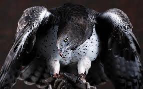 I was watching this little jewel in the sky and i was so impressed, bird says. The Largest And Most Powerful Birds Of Prey Top 10 Dinoanimals Com