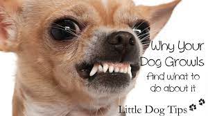 Why Your Dog Growls And What To Do About It Little Dog Tips