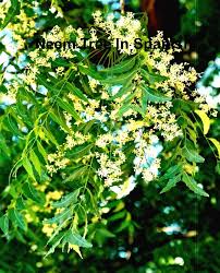 We did not find results for: Http Getayurveda Com Benefits Of Neem Leaves For Diabetes Neem Neem Leaves Azadirachta Indica