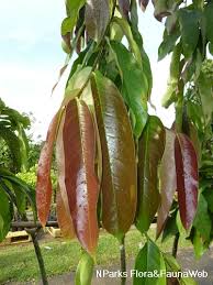 Image result for Drypetes sclerophylla