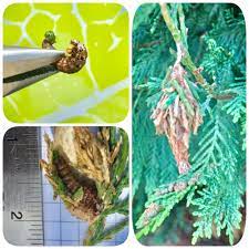 Check spelling or type a new query. Bagworms Are Here Could Your Trees Be Their Next Stop Blog Preservation Tree Services Dallas Fort Worth Tx