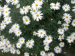 Image result for Helichrysum argyranthum