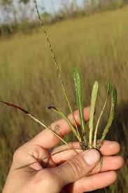 Image result for Elytraria