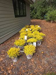 Image result for Hypertelis umbellata