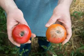 Antacid tablets (tums), everyone has them. Blossom End Rot What It Is And How To Fix It