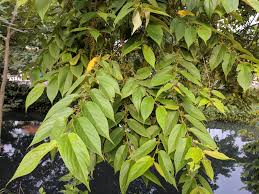 Image result for Trema orientale