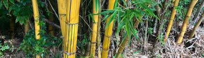 Image result for Bambusa vulgaris