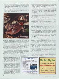 Image result for Gastrodia ballii