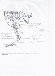 Maybe you would like to learn more about one of these? Anatomy Of Chicken Leg Anatomy Drawing Diagram