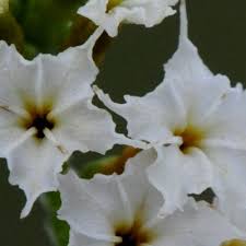 Image result for Heliotropium ciliatum