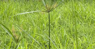 Image result for Cyperus sp.no.3