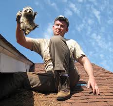 Cornelius Wildlife Removal, Pest Animal Control NC