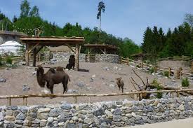 mongolische steppe zoo zurich vetschpartner landschaftsarchitekten ag tierlebensraume the zoo tierpark