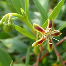 Image result for Periploca