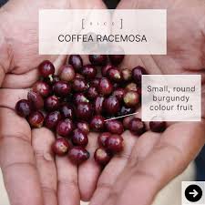 Image result for Coffea racemosa