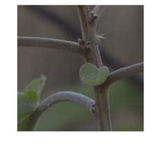 Image result for Vernonia myriantha