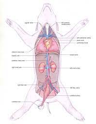 Honors Biology Per 6 11 12 Andrews Fetal Pig
