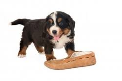 🦮 they go to dog training 🐕‍🦺 they take part in agility 🐕 they go to puppy socialisation classes 🐾 they are sociable on walks 🐩 they go to the groomers 🐕‍🦺 they take part in dog shows literally any situation where dogs mix! Puppy Dog Training Classes Suzanne Bullworthy Puppy Dog Training Behaviour Dipcabt Mapdt 01151