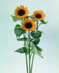 Image result for Helianthus